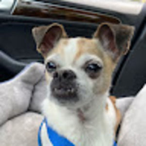 Meet your Posher, Barbara